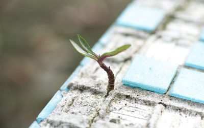 Expansión de la Economía Solidaria en el mundo