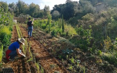 Agricultura Sintrópica: un viaje desde la agricultura tradicional a la armonía hasta la naturaleza
