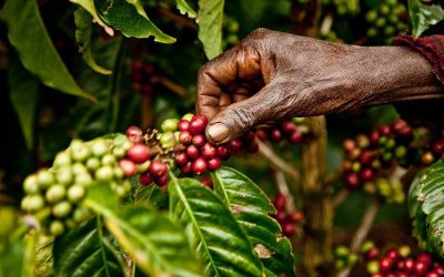 Café: negocio millonario, injusticias y daños ambientales