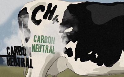 El auge de la vaca «respetuosa con el clima»