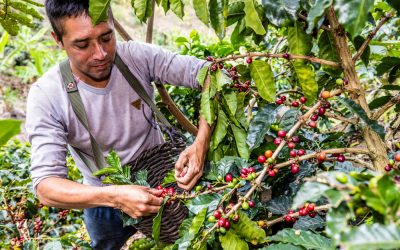 Tecnología y reforestación, el futuro del café